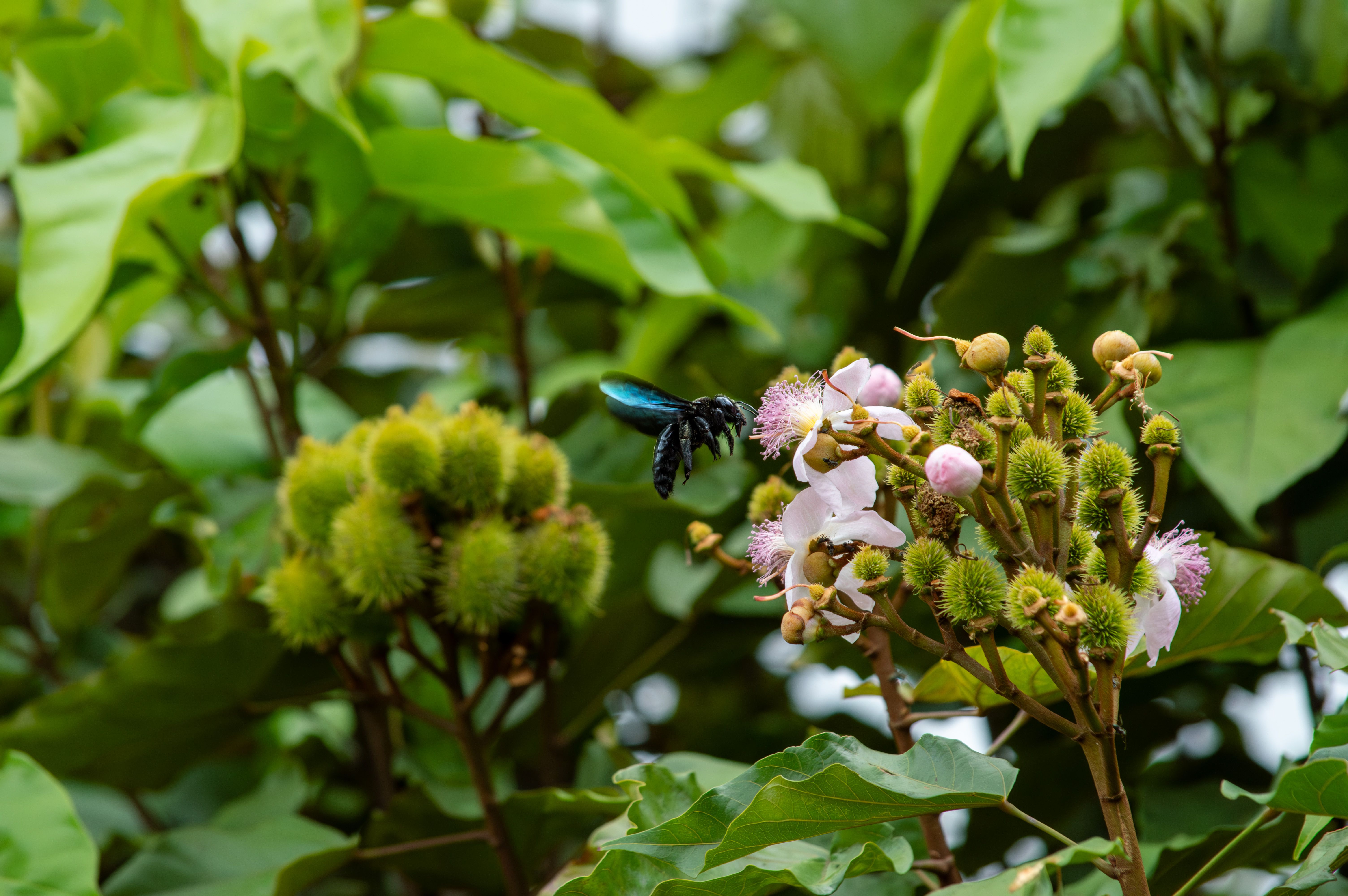 Colorful Bee on Brazilian Flower in Nature · Free Stock Photo