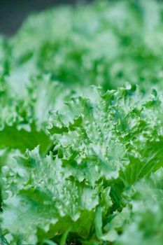 Vibrant, fresh green lettuce leaves in focus, ideal for organic and farming topics.