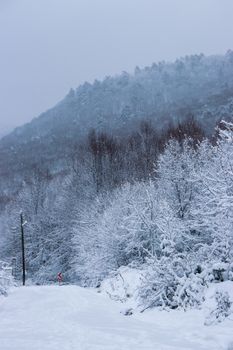 Serene snowy forest and mountain landscape during winter season.