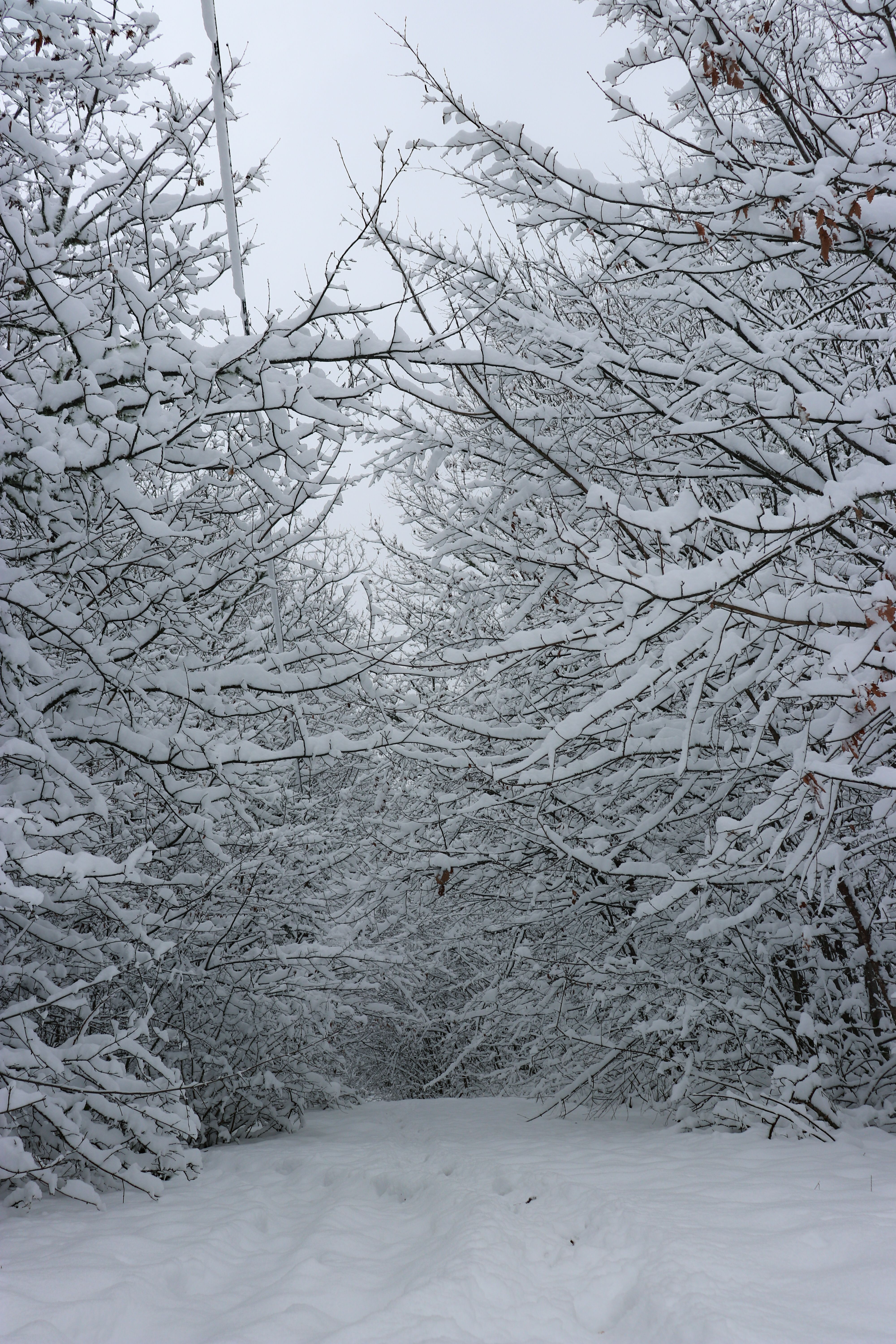 Branches heavy with fresh snow, photo by Gizem Gokce on Pexels