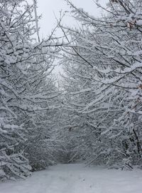 Branches heavy with fresh snow, photo by Gizem Gokce on Pexels