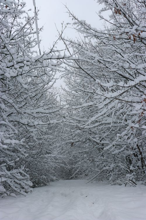 Snow-Covered Forest Path in Winter Wonderland · Free Stock Photo