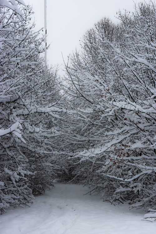 Free A serene snow-covered path through a dense forest in winter, showcasing nature's beauty. Stock Photo
