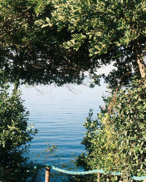 Free A tranquil ocean scene framed by dense green foliage, offering a peaceful natural escape. Stock Photo