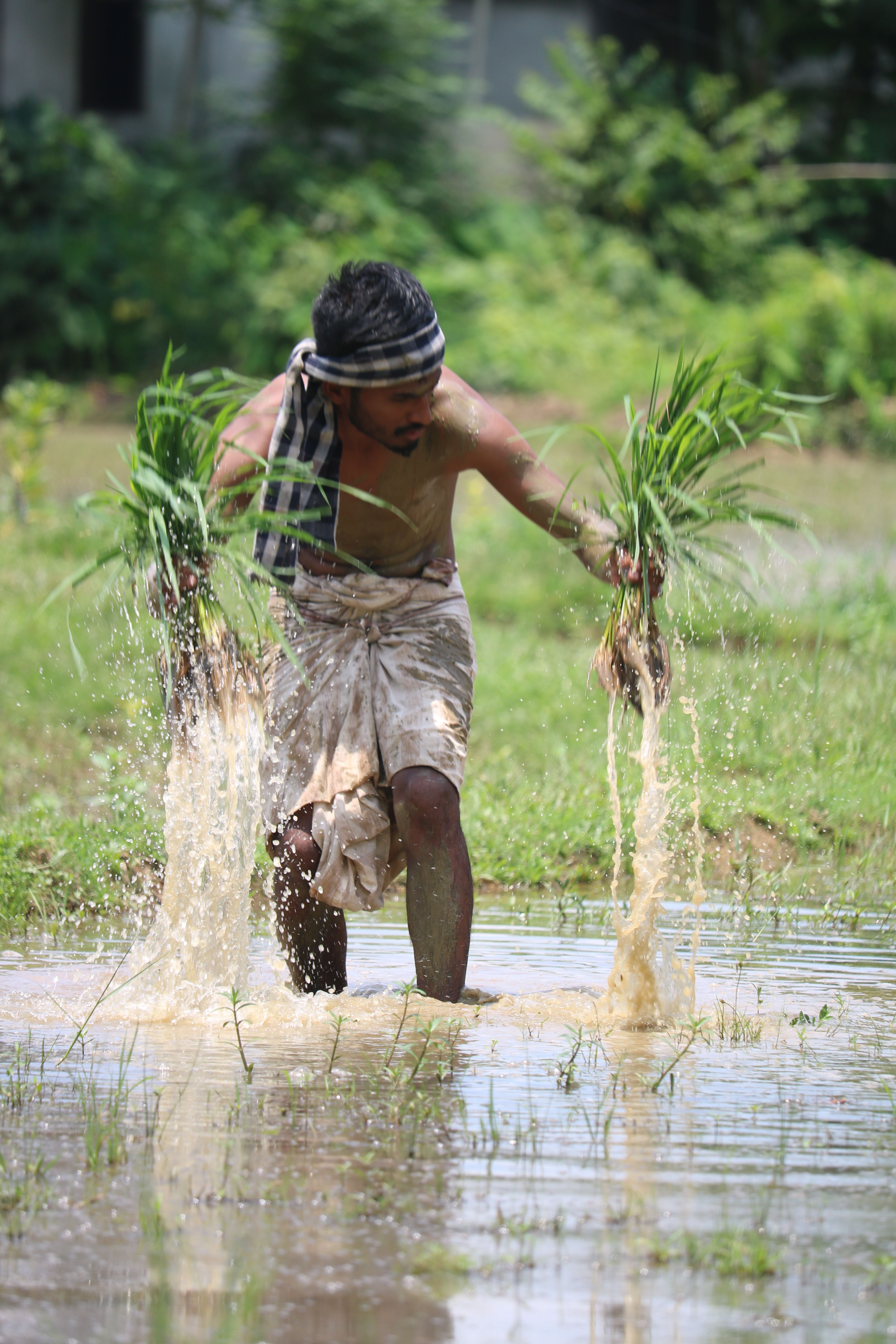 Traditional Farmer Planting Rice in Paddy Field · Free Stock Photo
