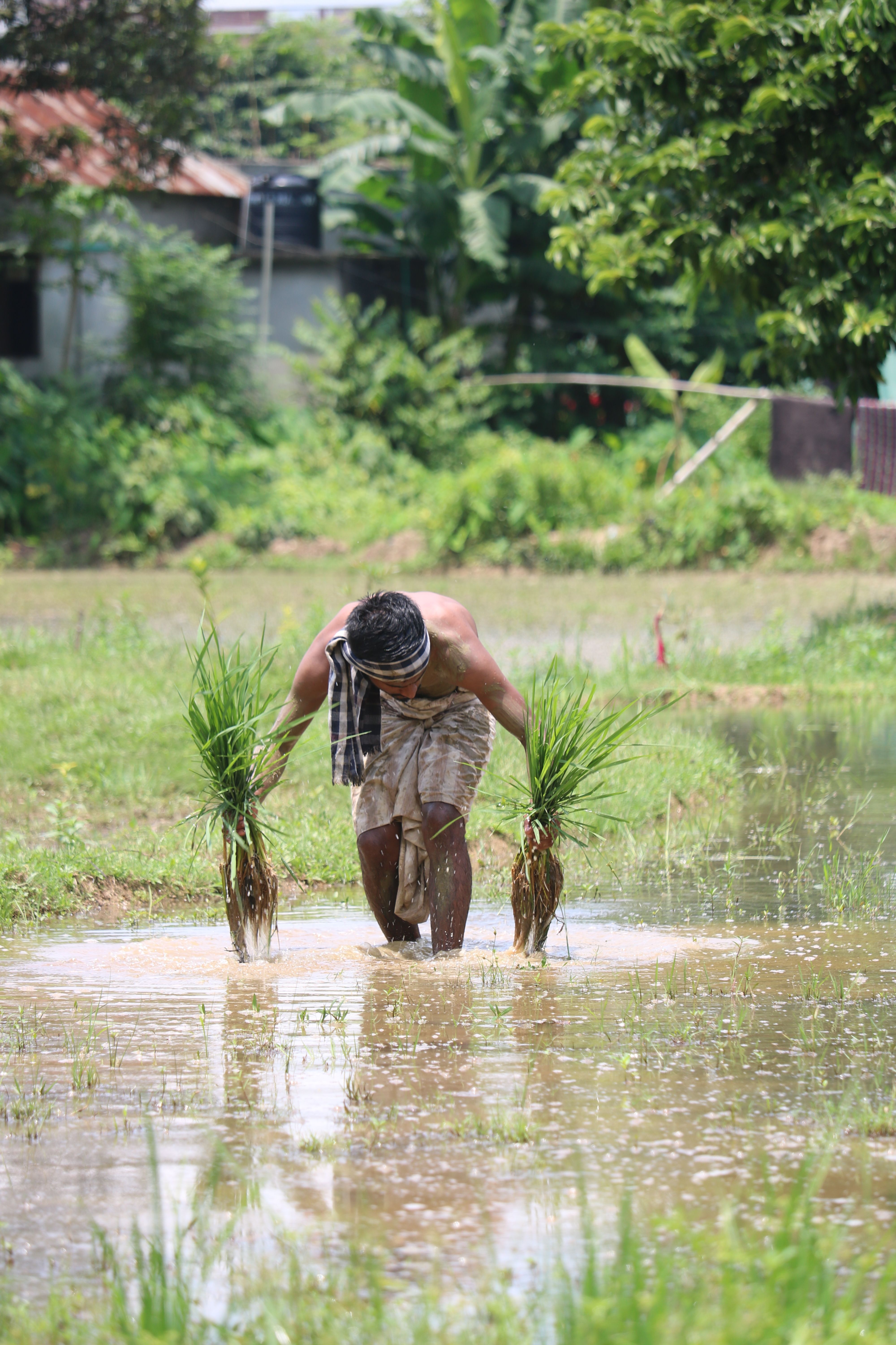Farmer Planting Rice in Lush Green Field · Free Stock Photo