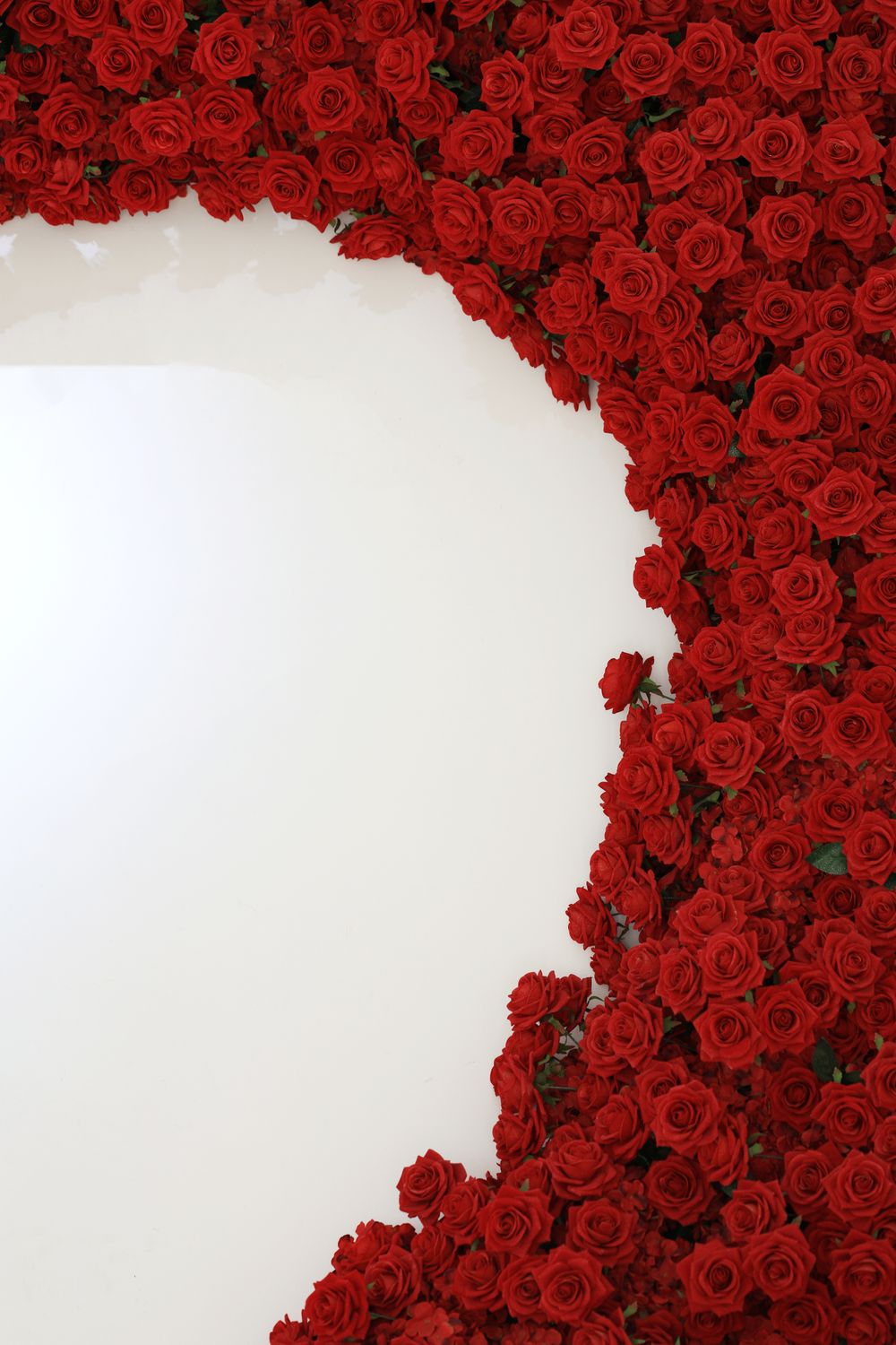 Romantic Red Roses on White Background · Free Stock Photo