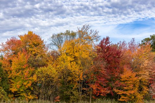 Colorful autumn trees under a blue sky in Westborough, Massachusetts.