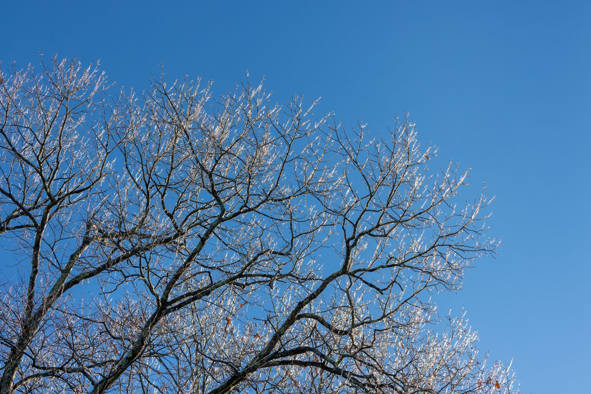 Sobrevivir tu Primer Invierno en Estados Unidos