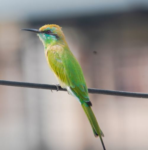 Free Close-up of a vibrant green bee-eater perched on a wire, displaying its colorful plumage. Stock Photo