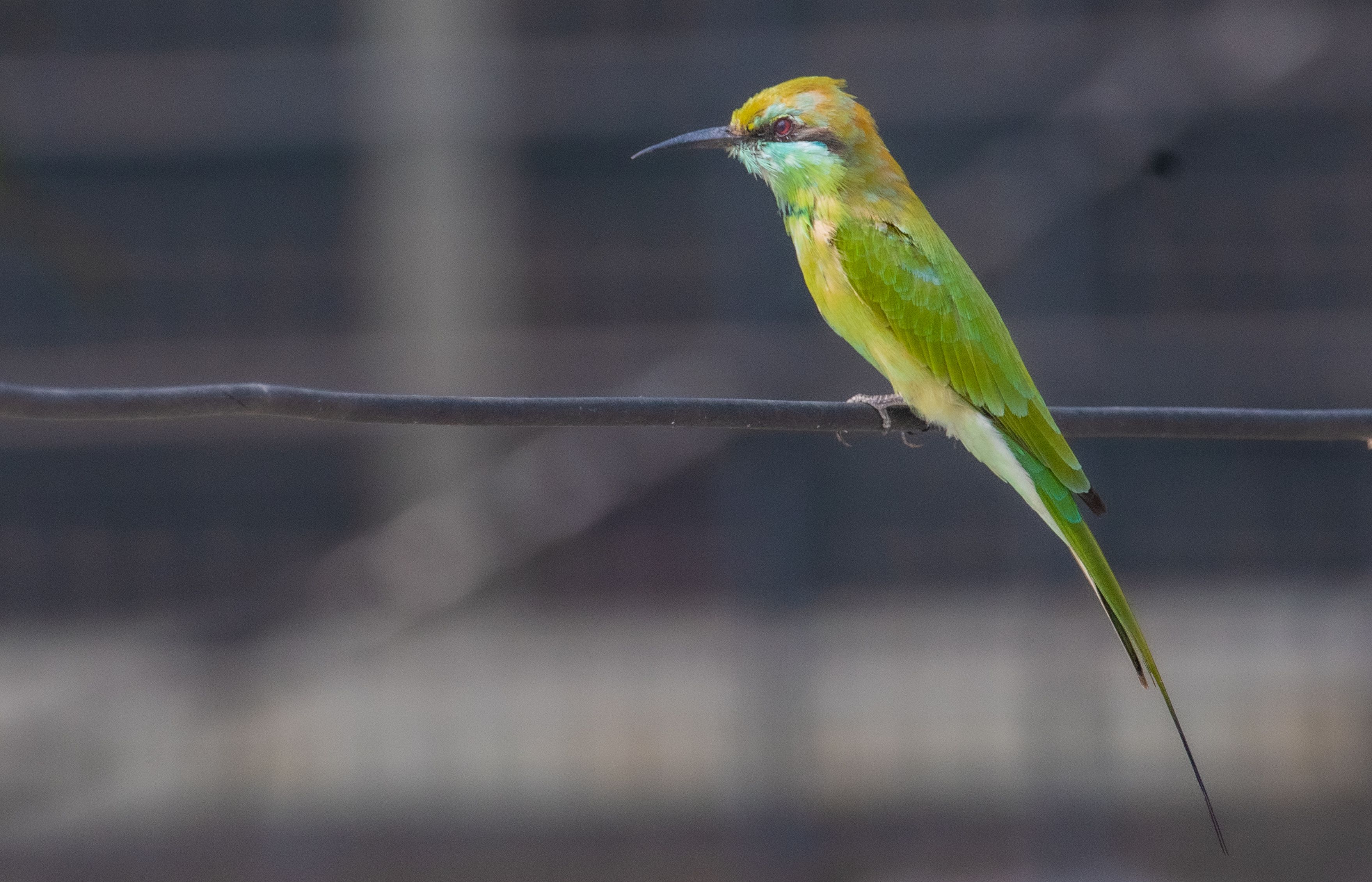 Vibrant Green Bee-Eater Perched on Wire · Free Stock Photo