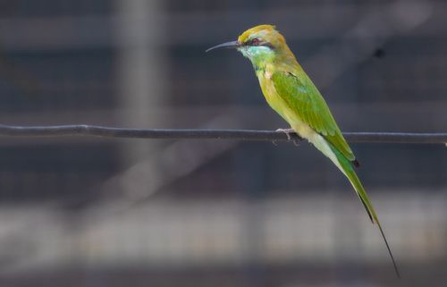 Free A close-up shot of a colorful Green Bee-Eater resting on a wire outdoors. Stock Photo