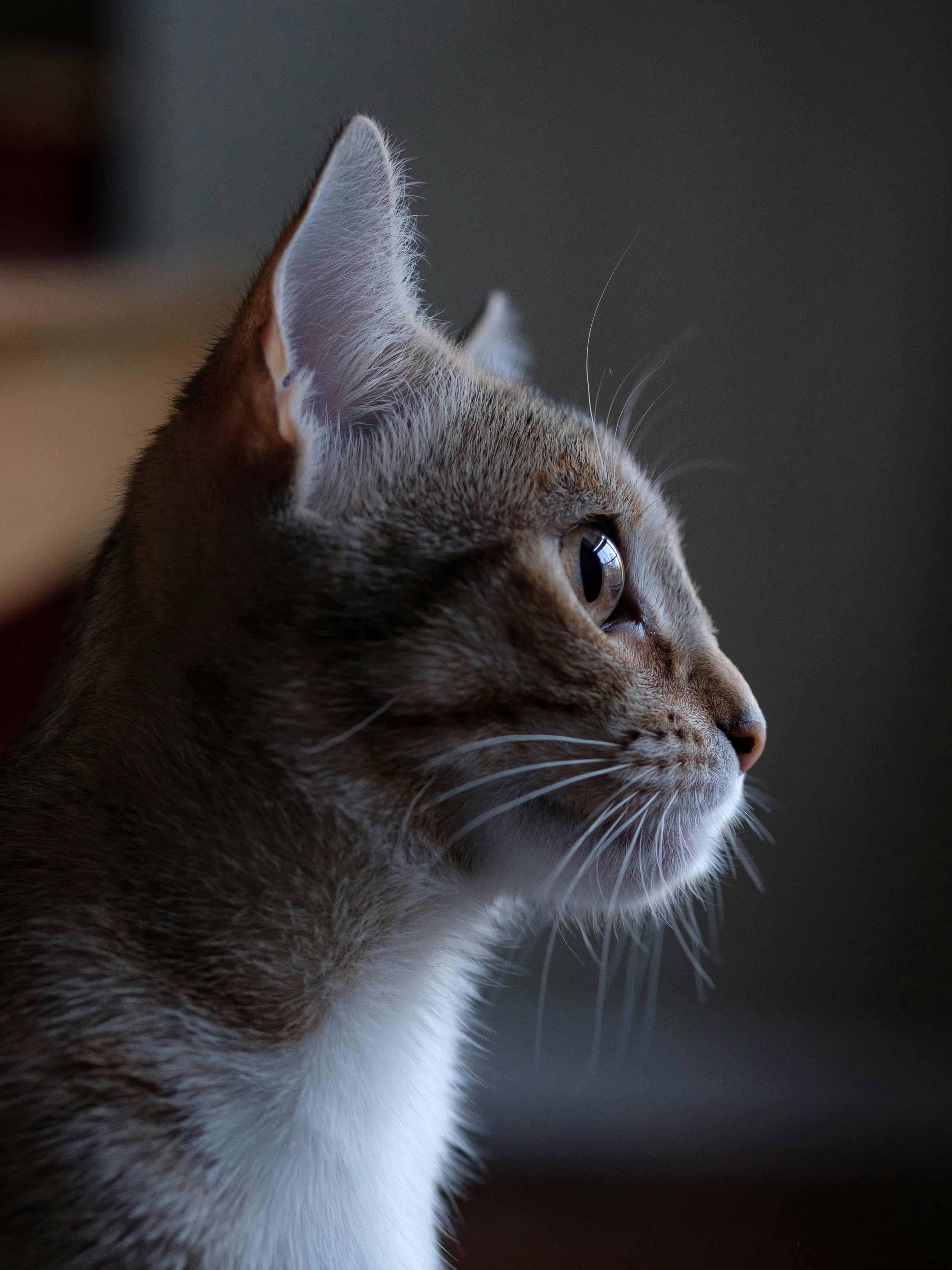 A profile shot of a domestic cat gazing intensely. Perfect for pet lovers.
