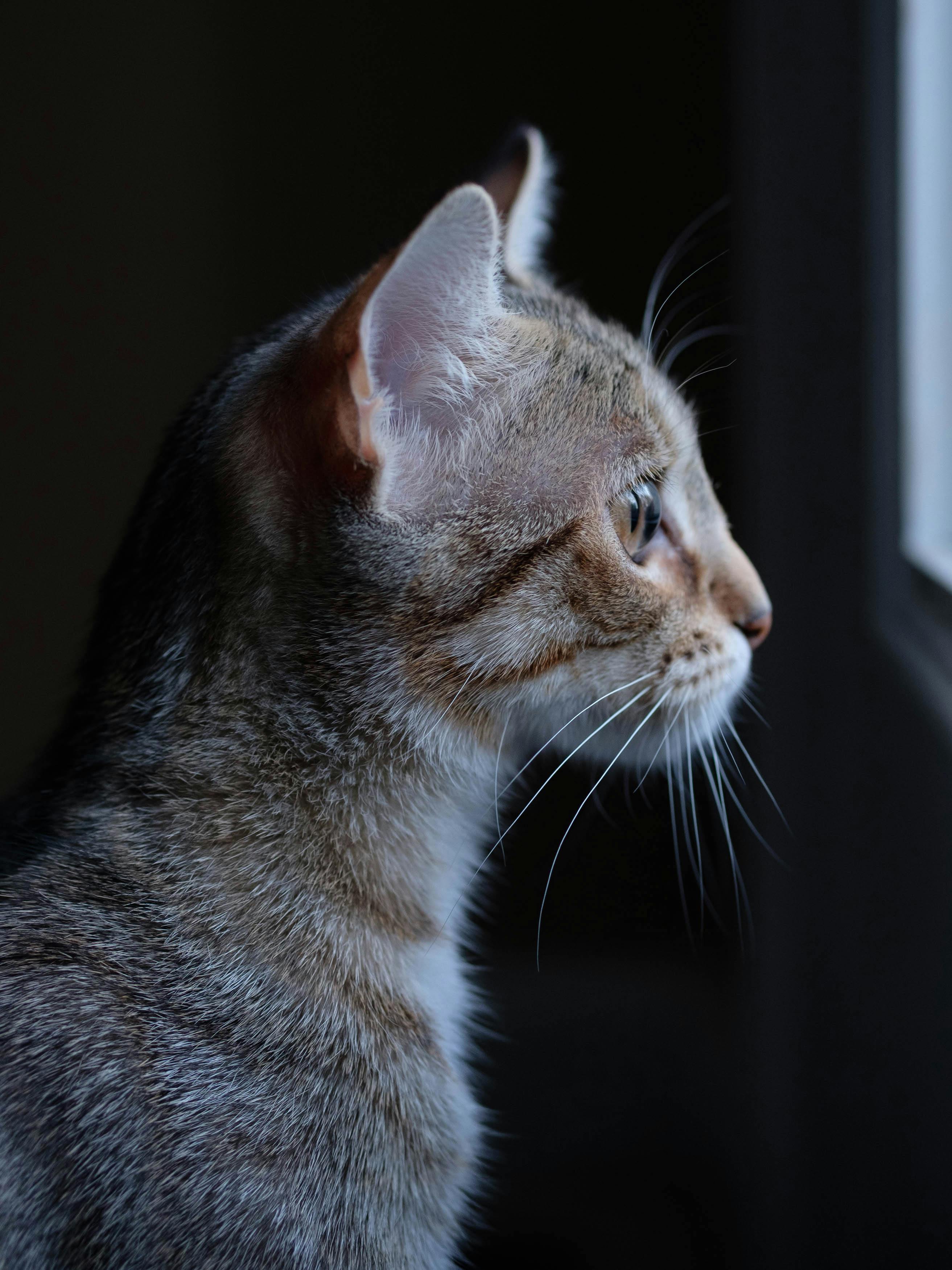 Captivating side profile of a cat looking out the window with soft lighting highlighting its features.