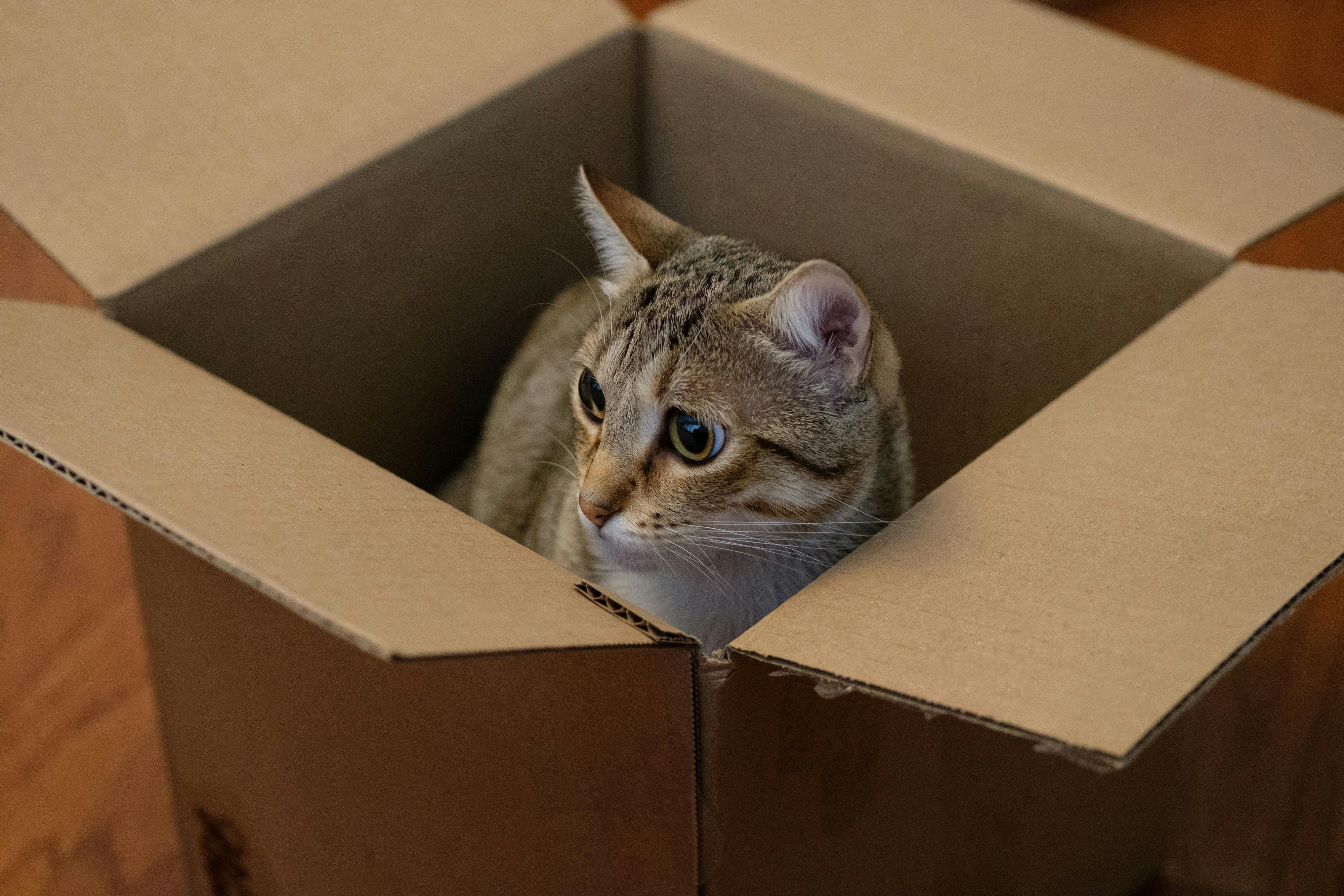 Charming domestic cat peeking out of a cardboard box, capturing a playful moment.