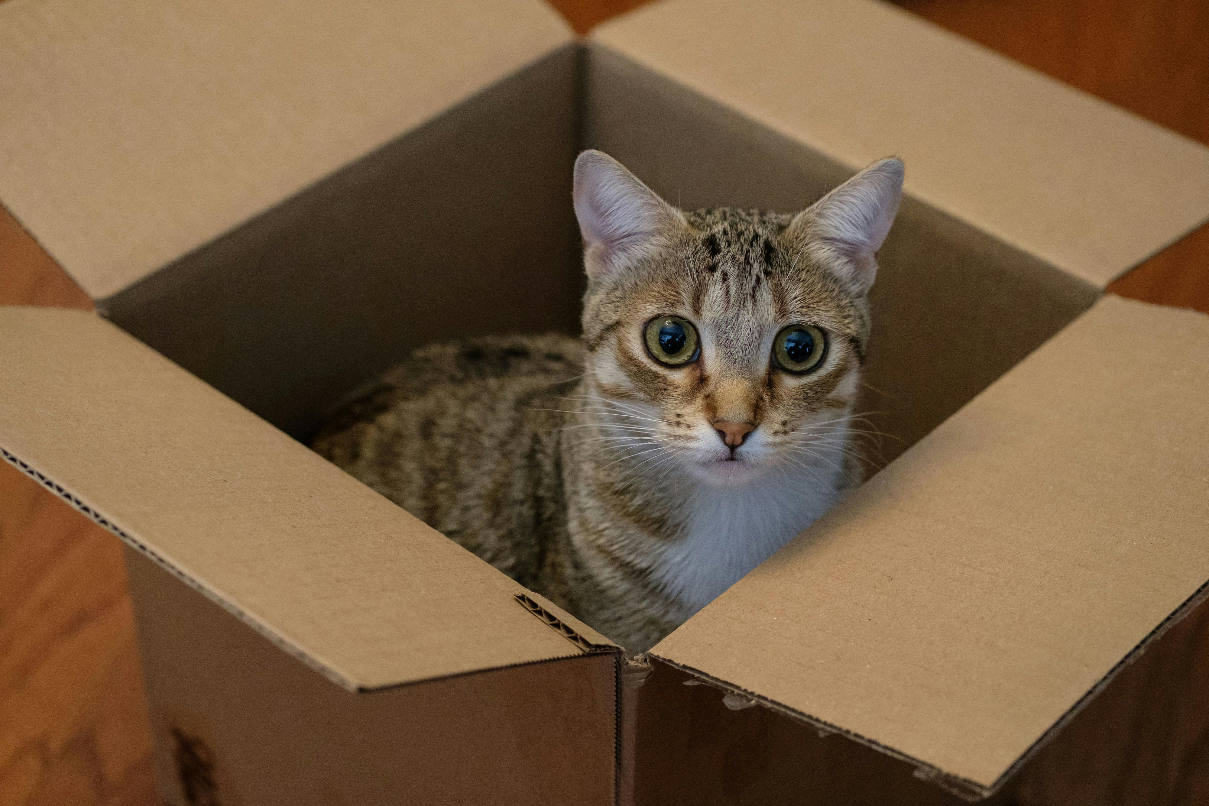 pet care, pet health, pet safety, pet grooming — Photo by Jared Brotman on Pexels