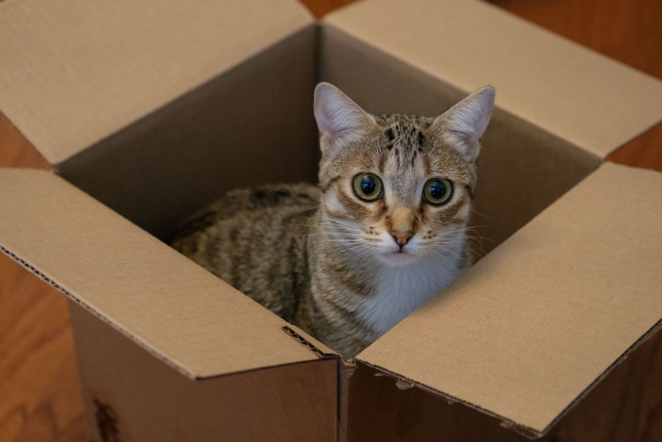室内の段ボール箱に入った猫