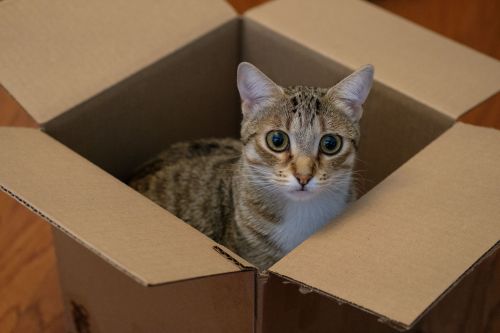 Free Adorable tabby cat sitting inside a cardboard box at home, showcasing playful behavior. Stock Photo