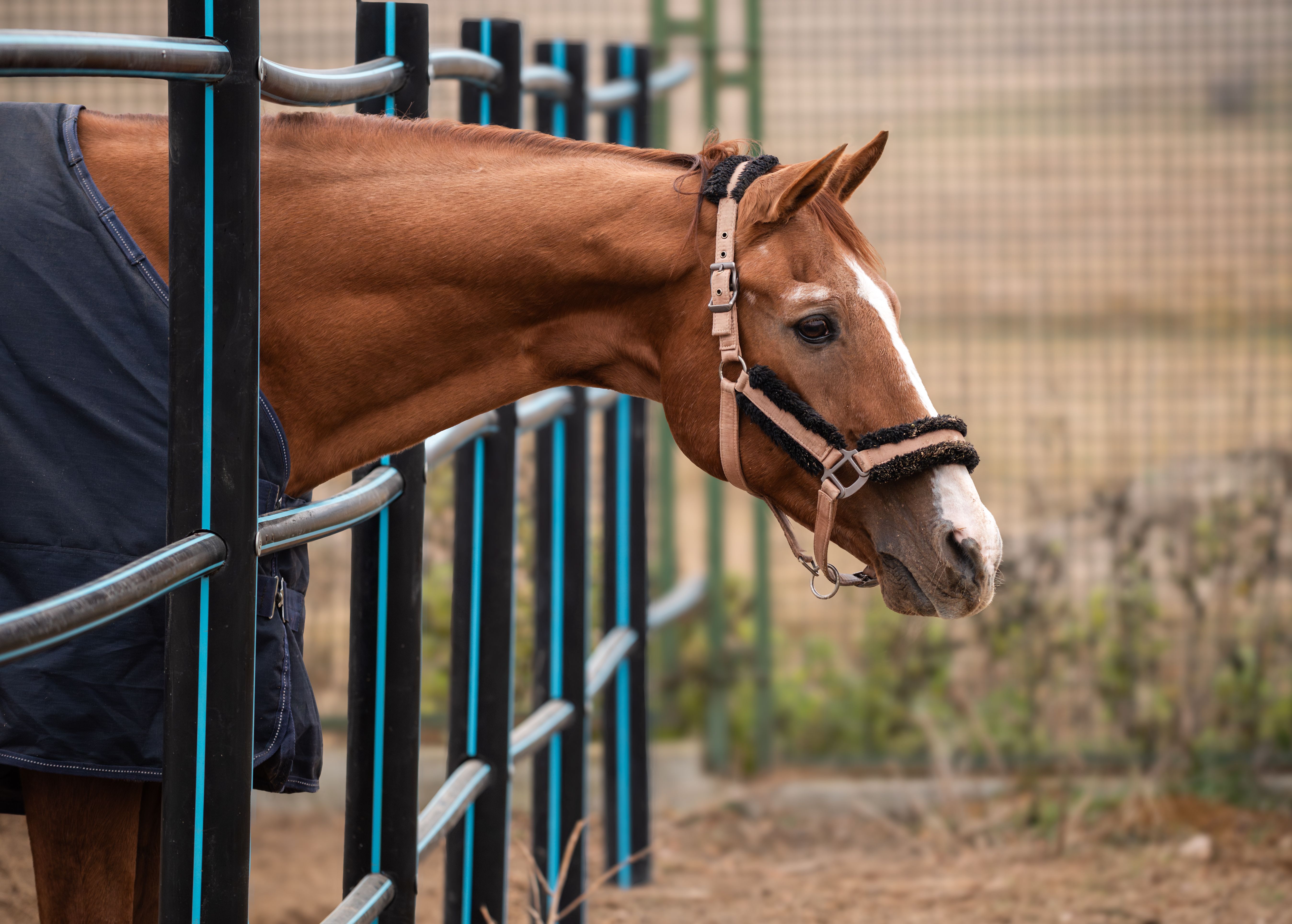 A horse undergoing diagnostic blood testing at a veterinary clinic