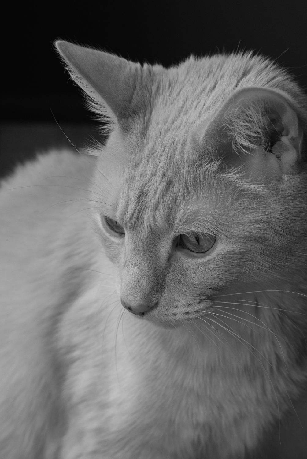 Black and White Portrait of a Domestic Cat · Free Stock Photo