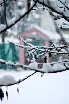 Close-up of snow-covered branches in a tranquil winter scene.