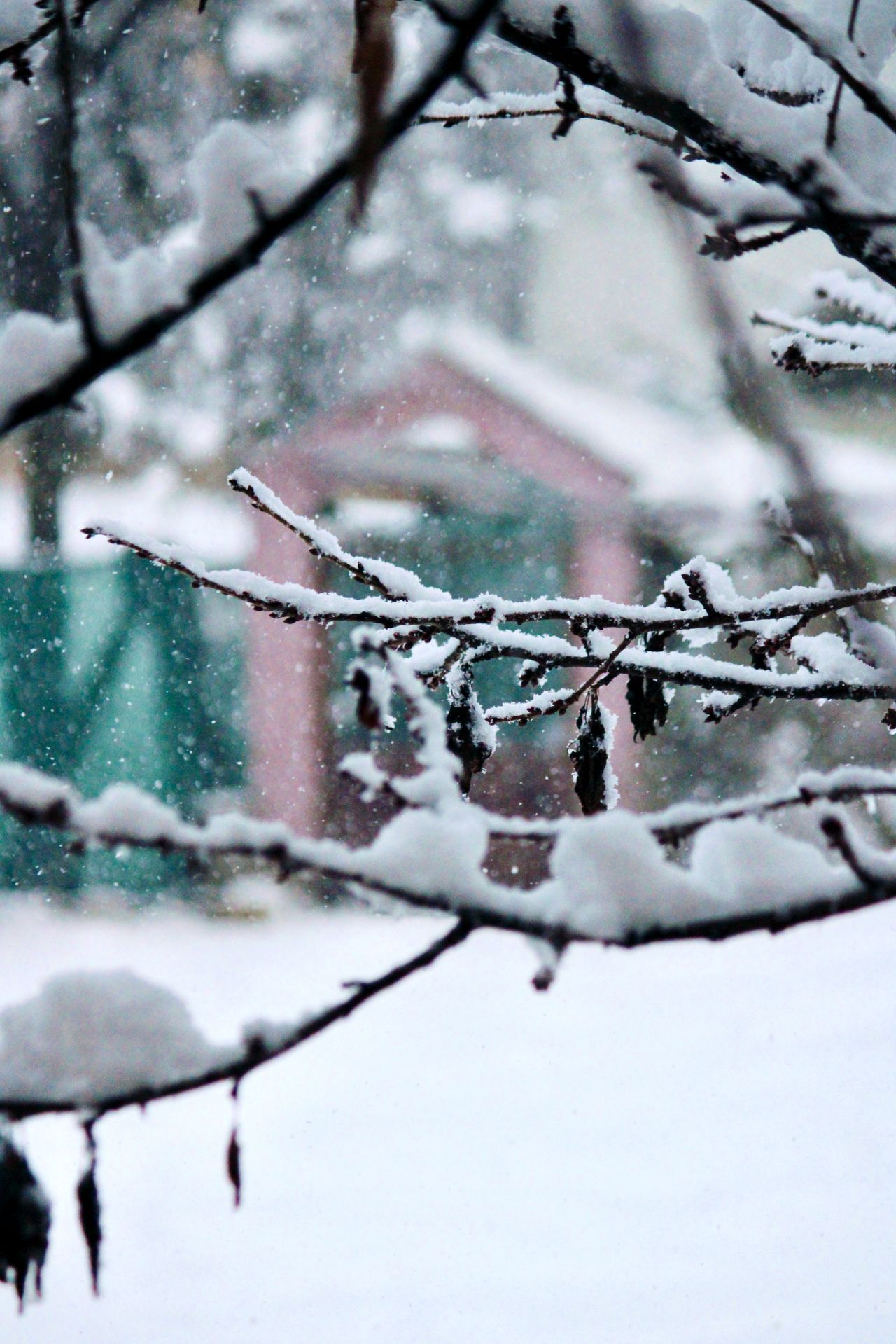 Snow-covered branches in winter