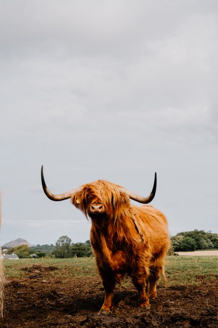 A majestic Highland cow standing in a rural field under a cloudy sky.