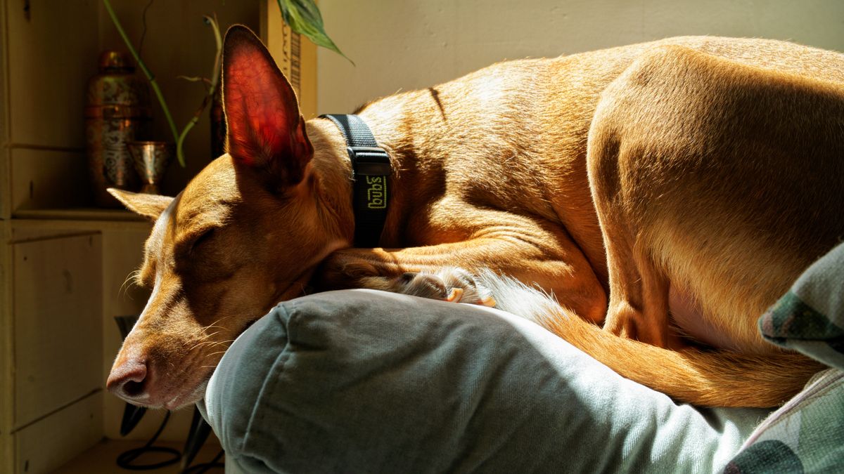 Rode podenco met grote oren slaapt opgerold op een kussen in het zonlicht binnenshuis