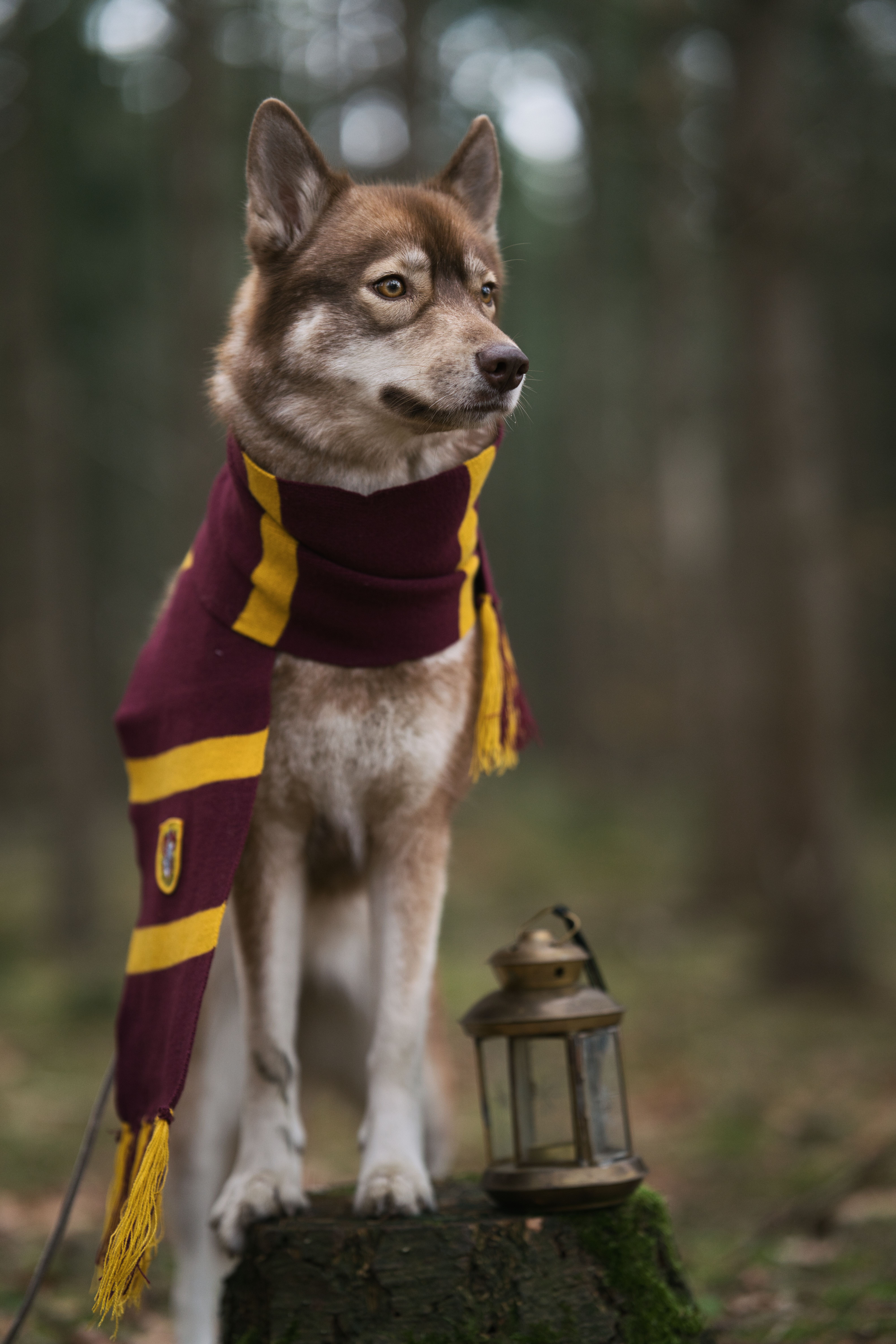 A dog wearing a scarf stands on a stump with a lantern in a forest setting.