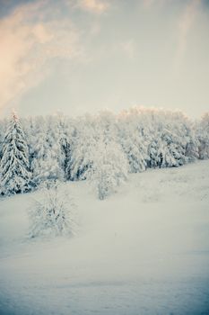 A tranquil winter landscape featuring a snow-covered forest under a soft sky.