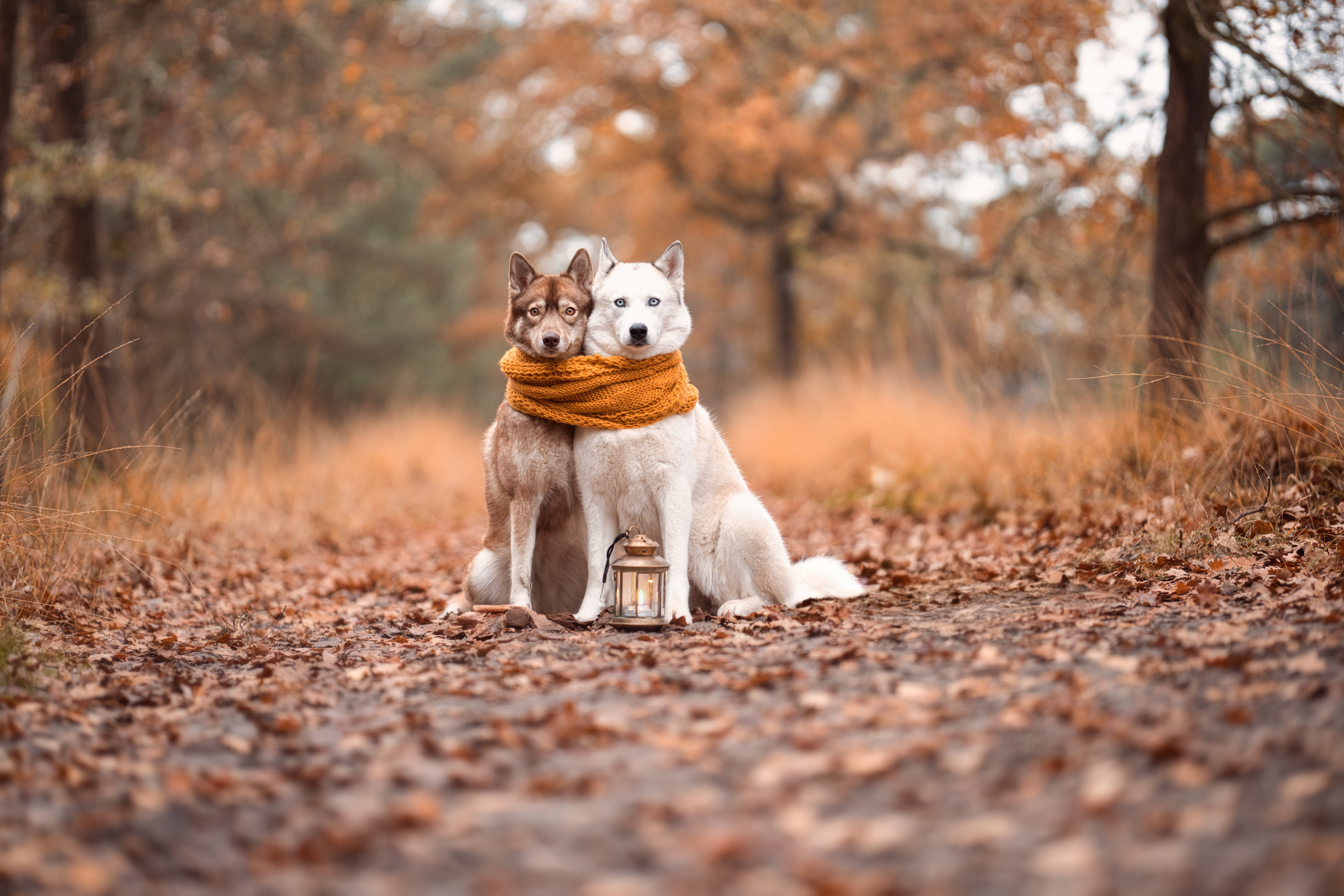 pet technology contact — Photo by Ruben Boekeloo on Pexels