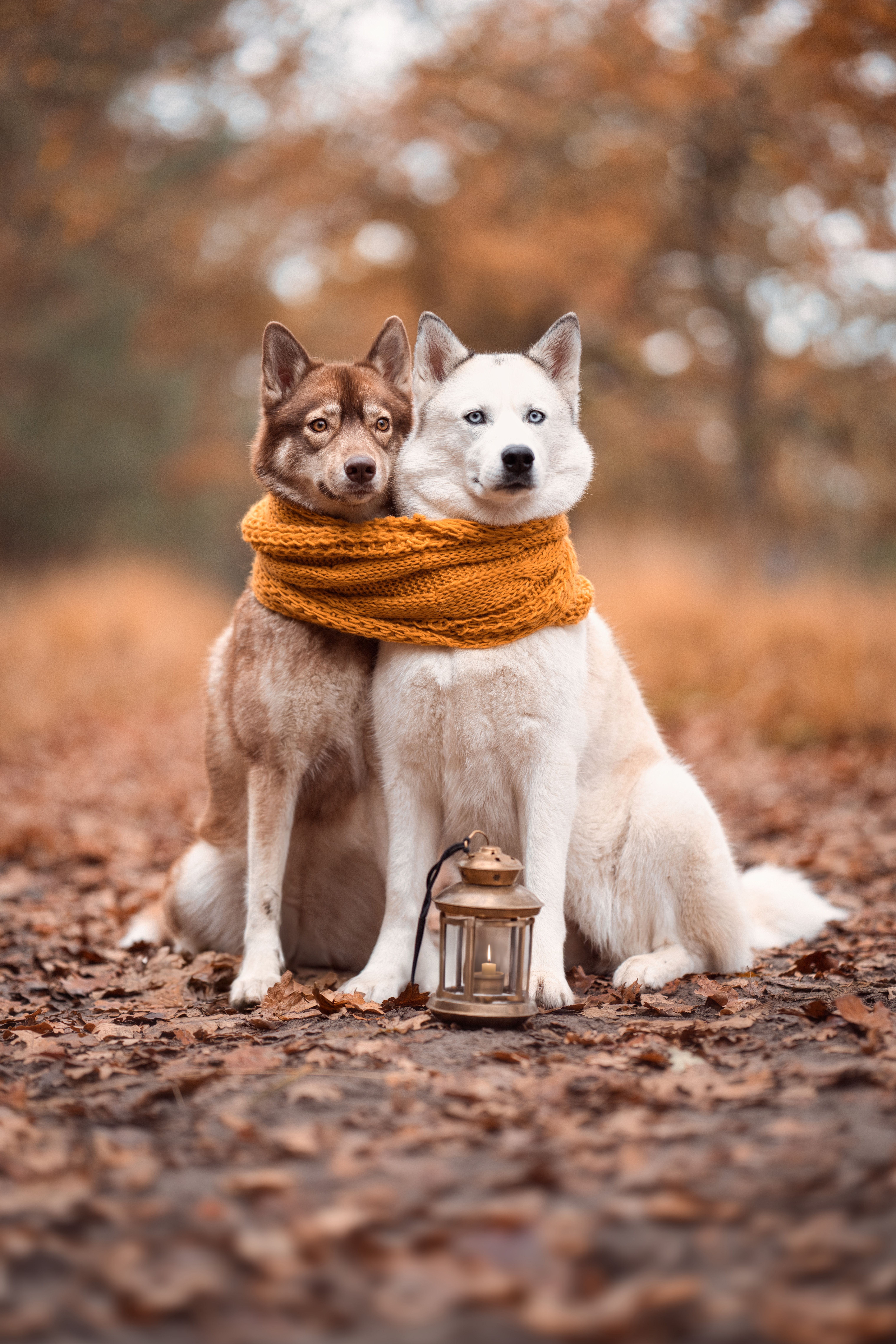 Autumn Huskies with Cozy Scarf and Lantern · Free Stock Photo