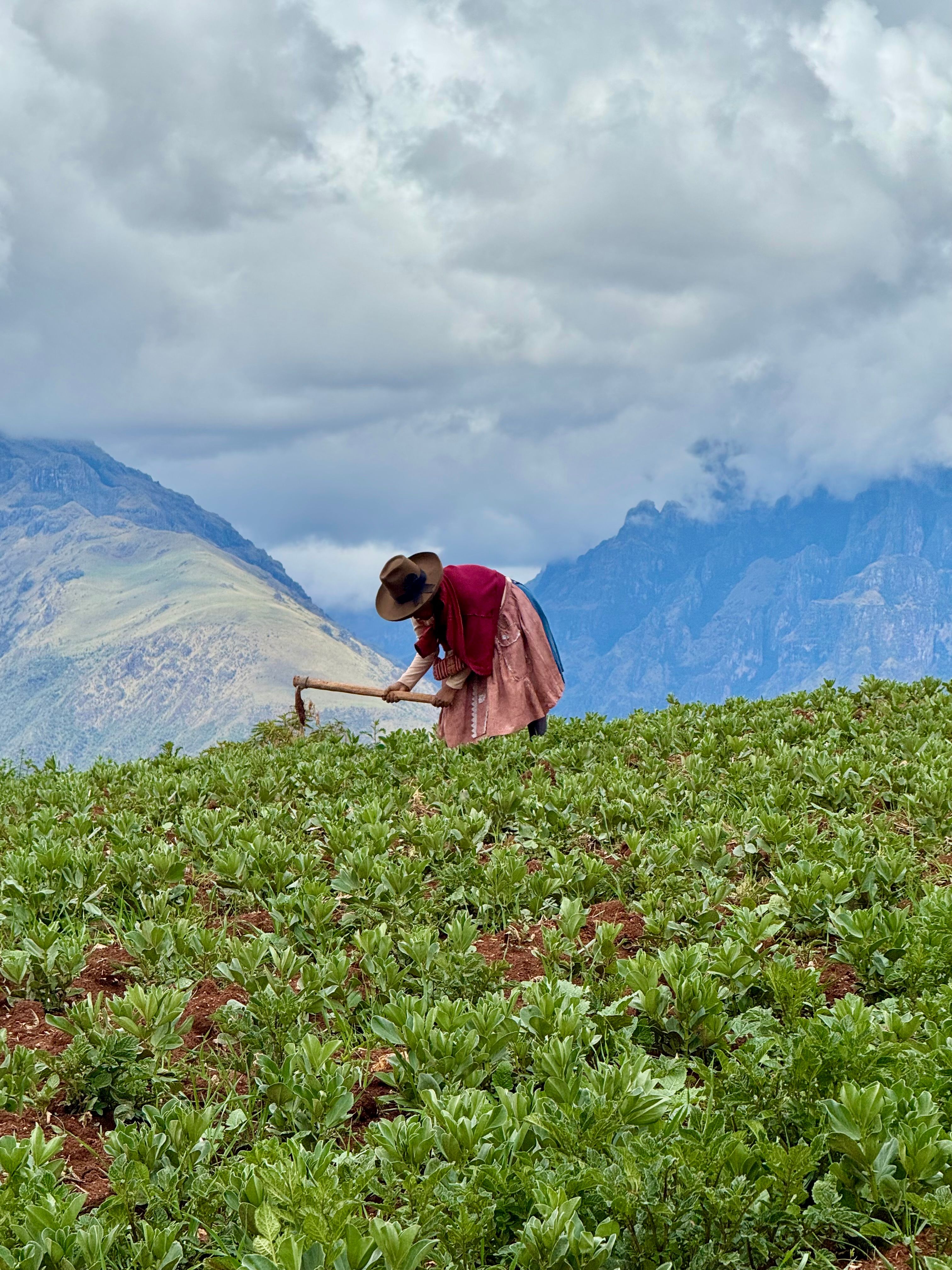 Peruvian Farmer Tending to Crops in Andes · Free Stock Photo