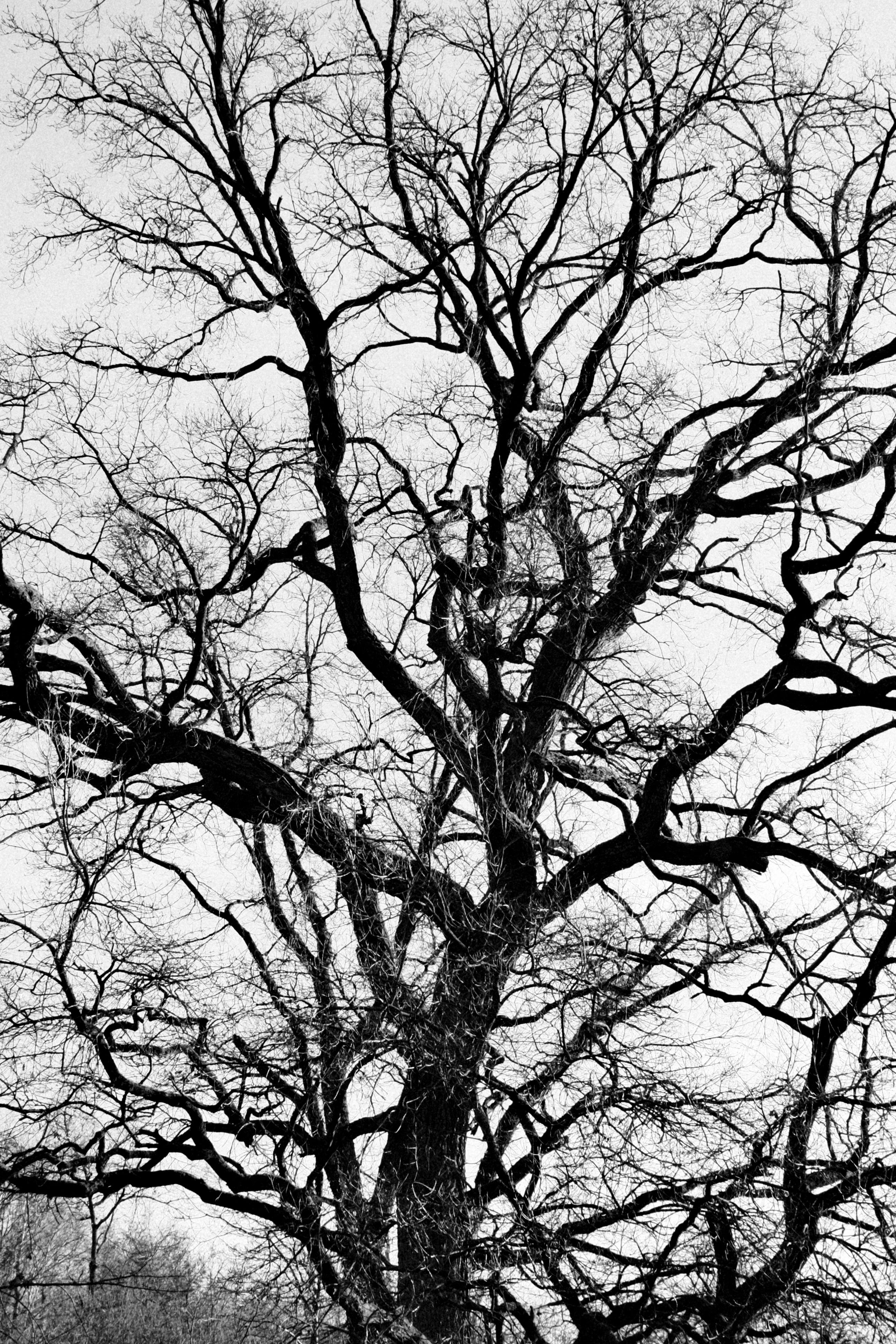 Gratis arkivbilde med anlegg, bare grener, bladløse Arkivbilde