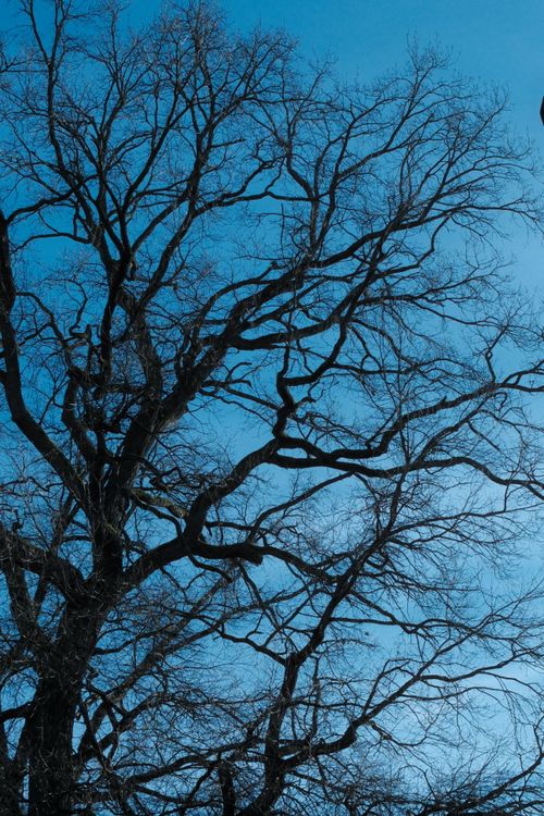 Free A scenic view of intricate leafless tree branches silhouetted against a clear blue sky in Germany. Stock Photo
