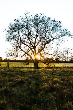 A solitary tree silhouette with the sun setting behind it, casting golden light on rural English fields.