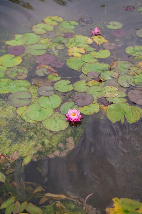 Free Beautiful pink water lily floating among green lily pads on a tranquil pond surface, capturing nature's quiet elegance. Stock Photo