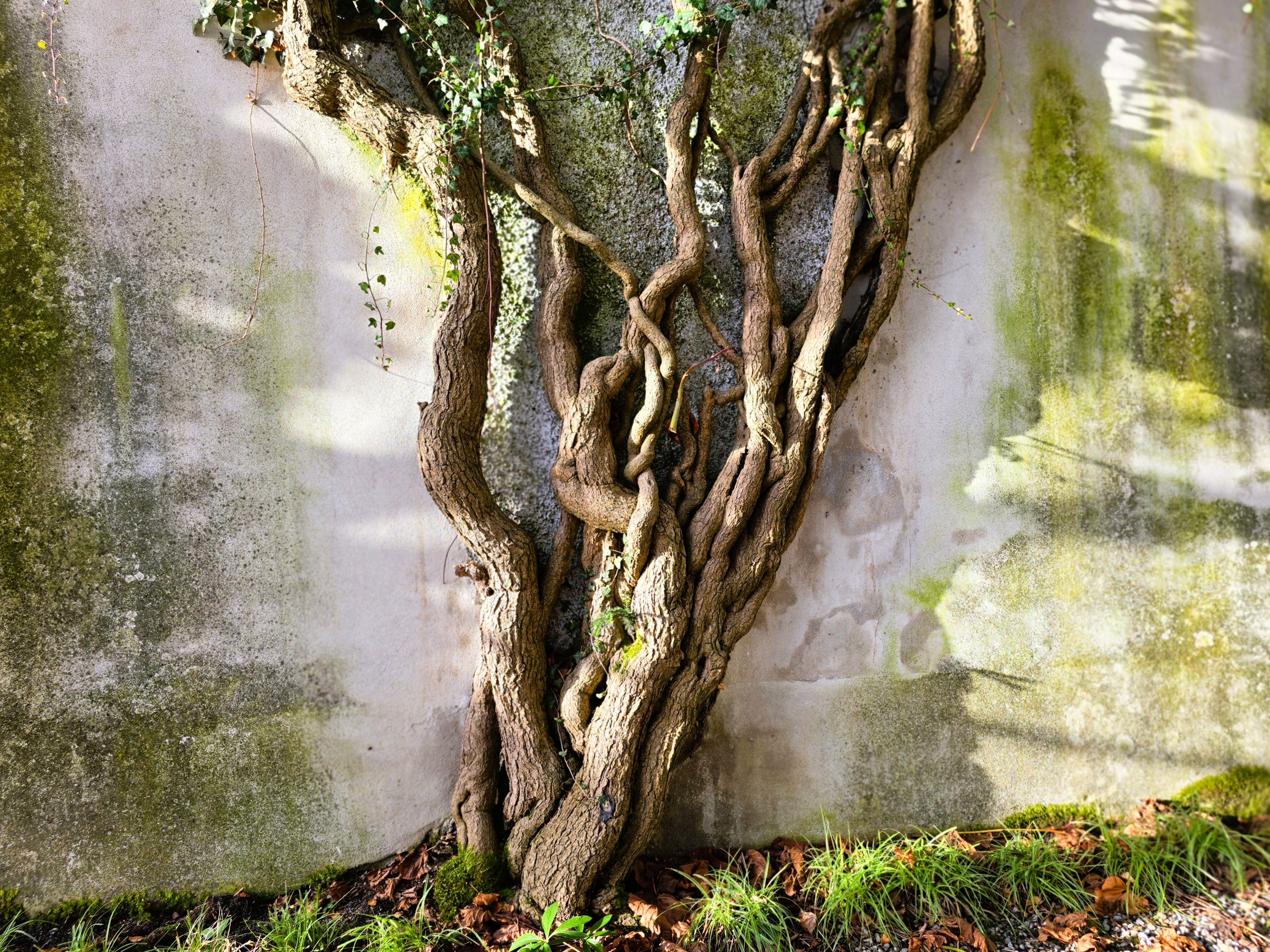 unhealthy vs healthy young tree roots