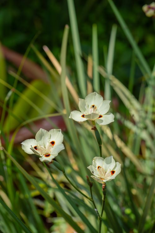 Free Close-up of delicate white freesia flowers basking in sunlight, showcasing natural beauty and serene greenery. Stock Photo