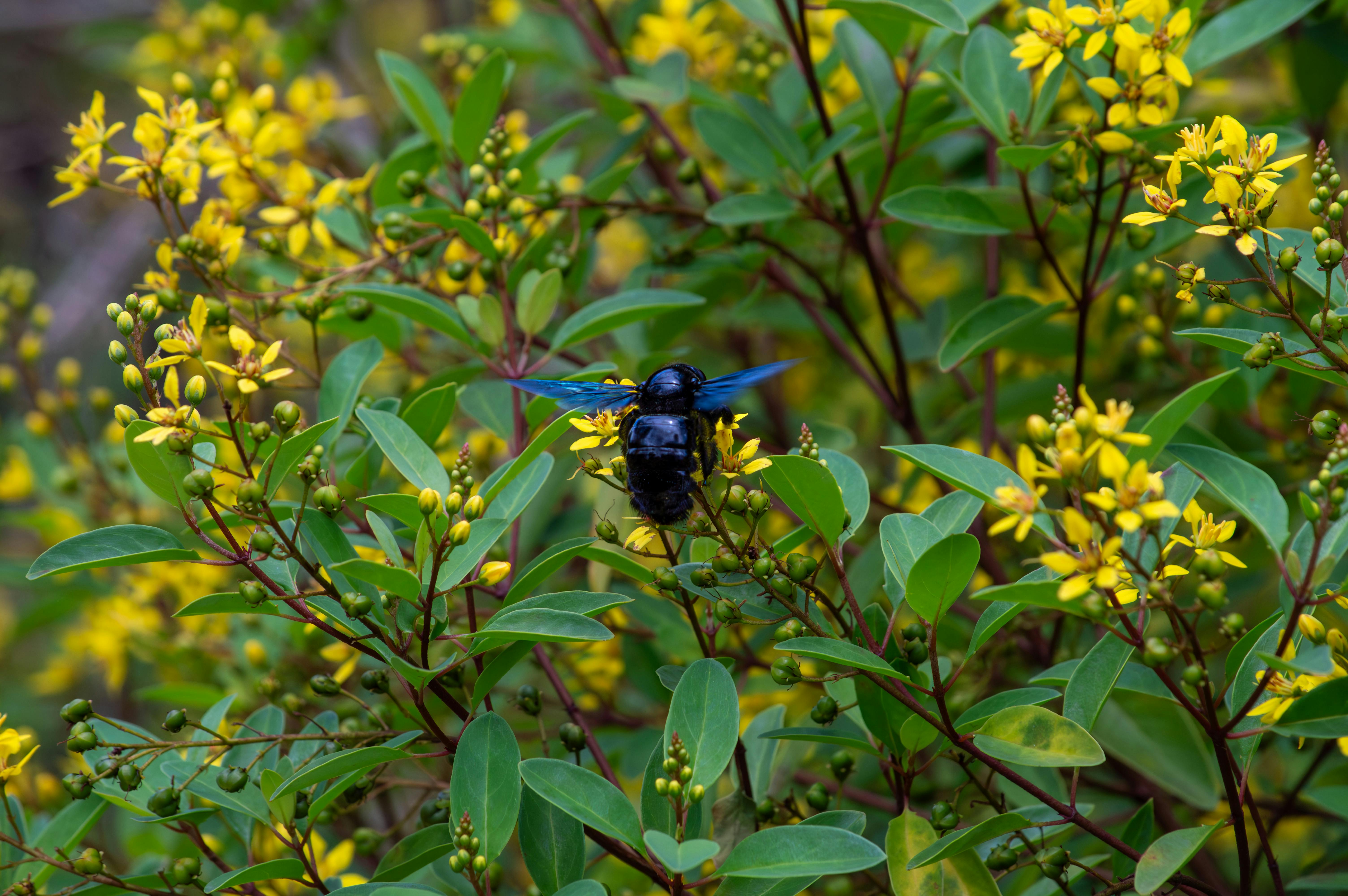 Mecanismos de Polinización y Conservación de Abejas Carpinteras (Xylocopa)