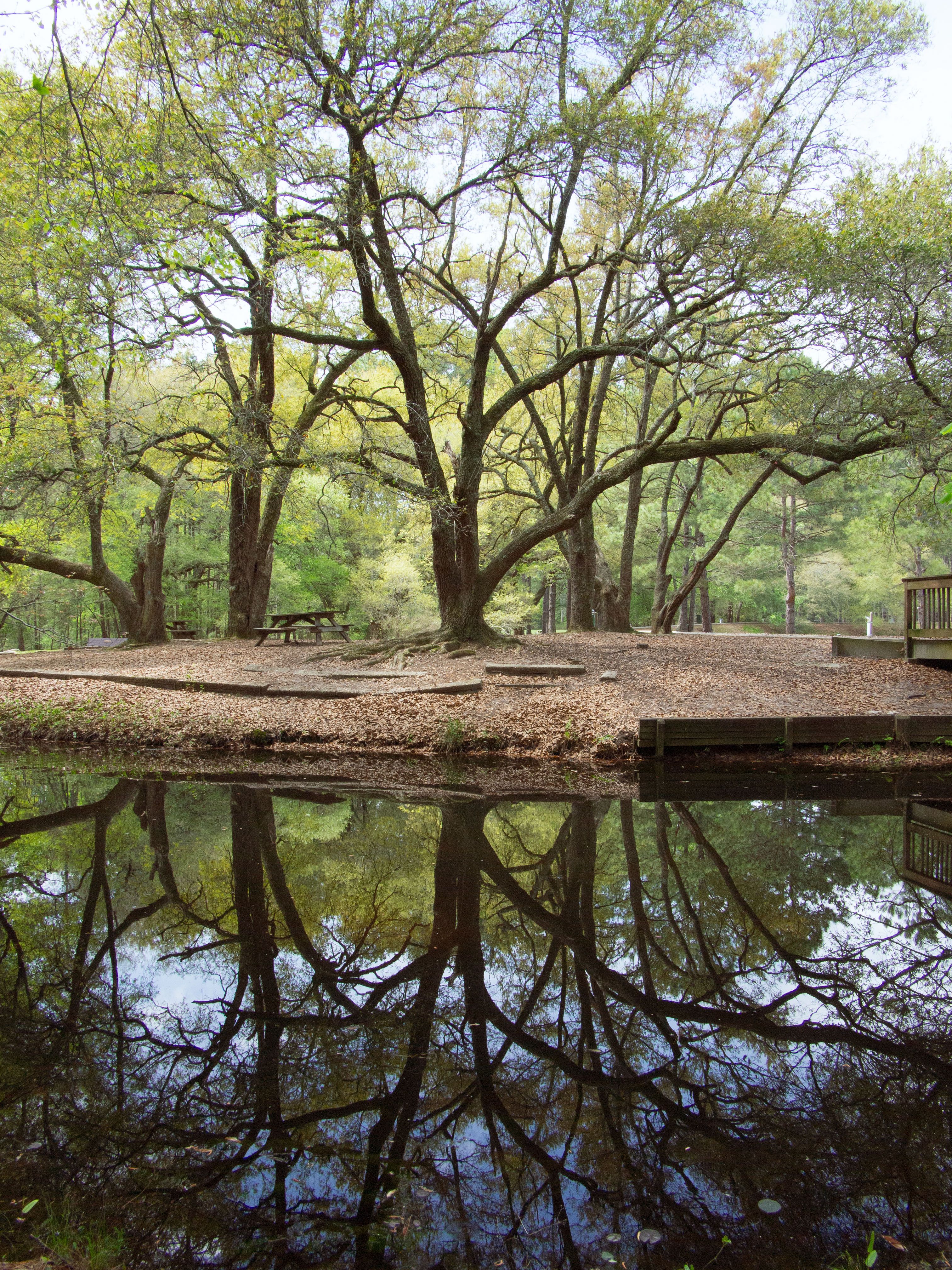 Serene Oak Tree Reflection by Lake in South Carolina · Free Stock Photo