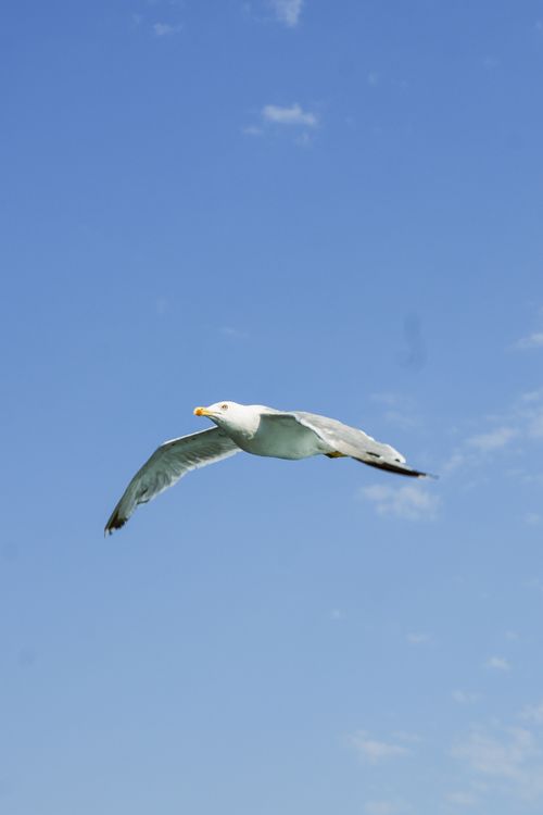 Free A lone seagull gracefully flying against a bright blue sky, showcasing freedom. Stock Photo