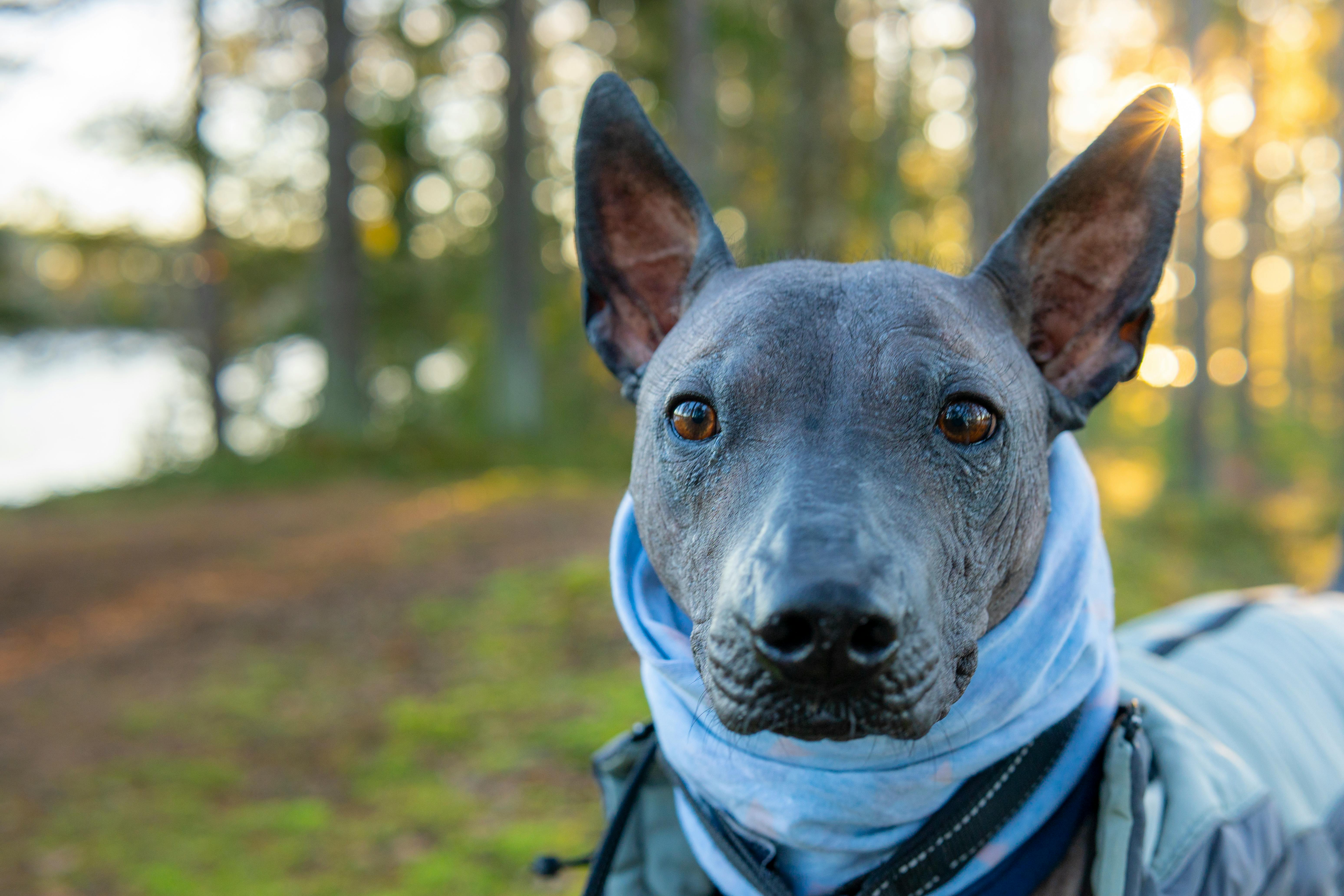 Nettoyage des oreilles d'un chien