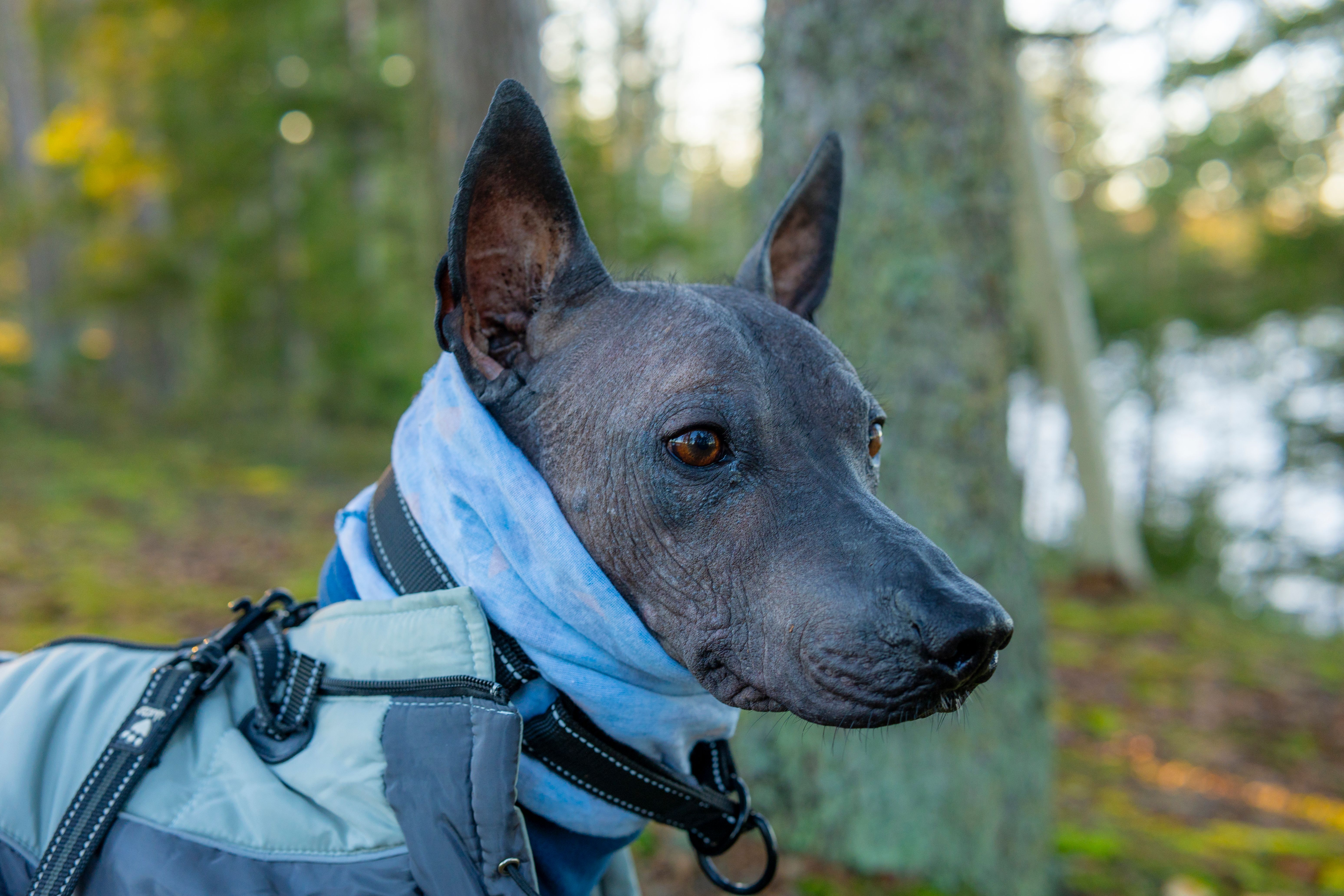 Xoloitzcuintli dog with a coat and scarf in a tranquil forest environment.