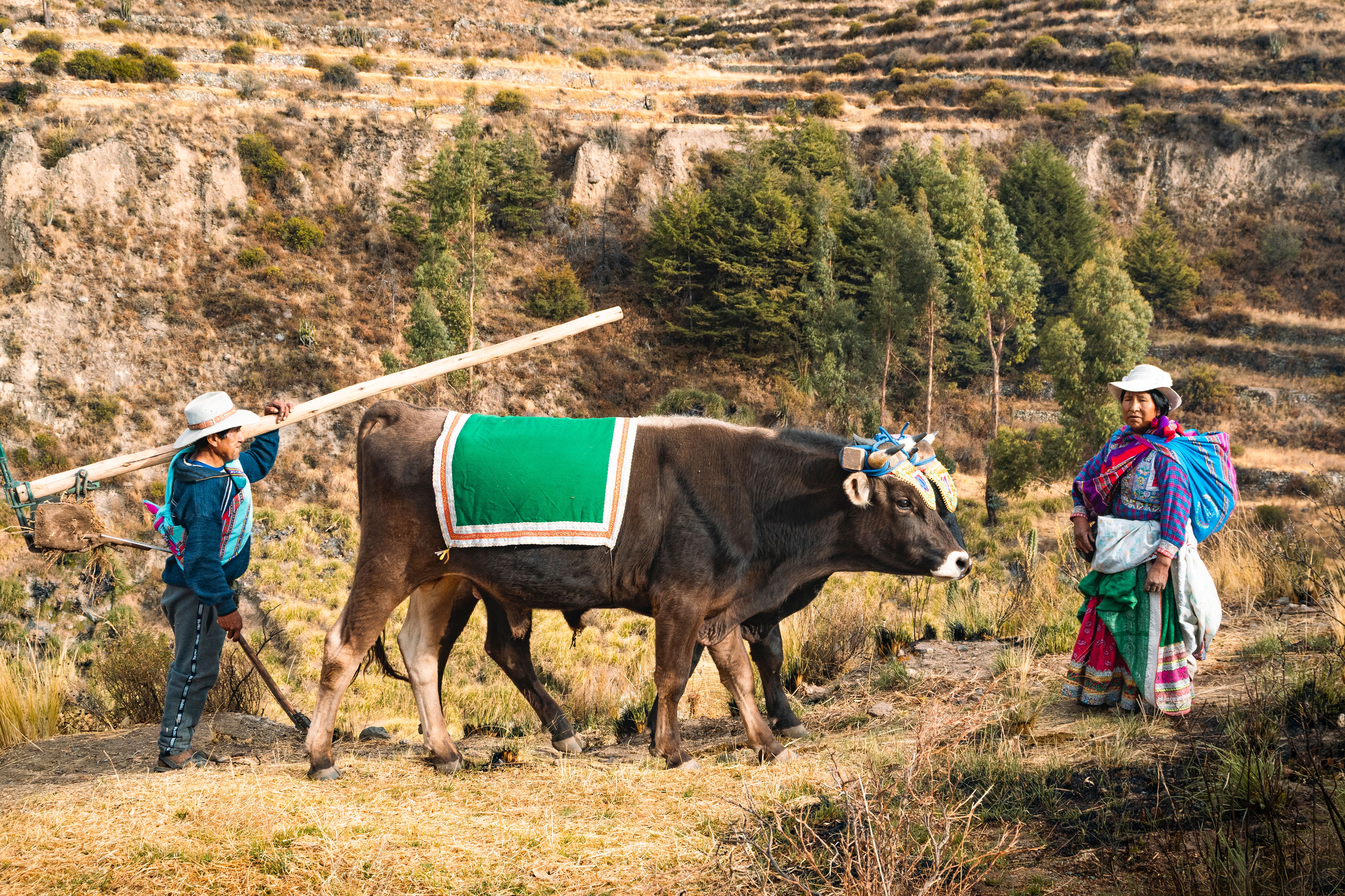 Farmers in traditional Peruvian attire plowing fields in Arequipa's rural landscape.