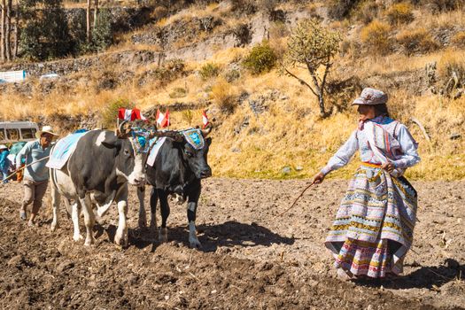 Andean farmers plowing fields with oxen in Cayma, showcasing Peru's traditional culture.