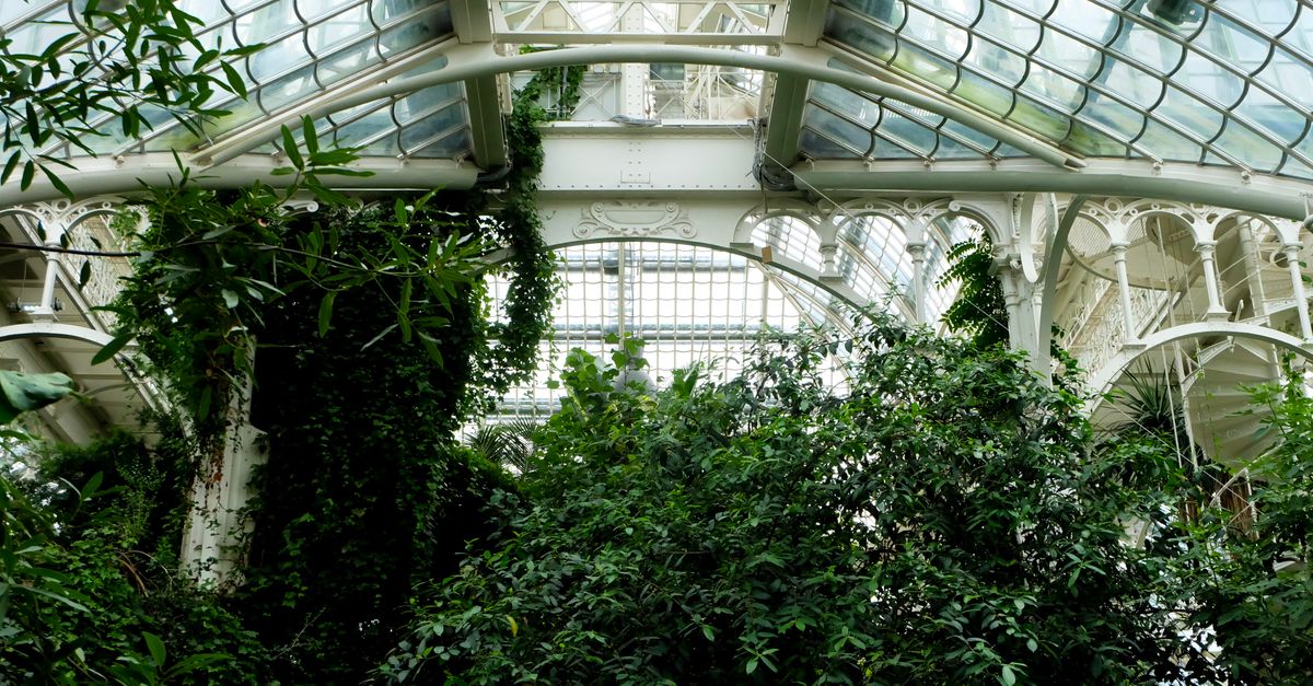 Explore the lush interior of a grand greenhouse with abundant greenery and intricate architecture.