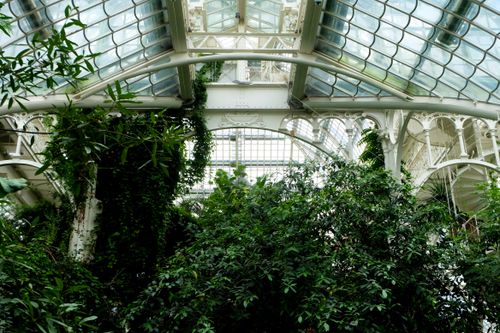 Free Explore the lush interior of a grand greenhouse with abundant greenery and intricate architecture. Stock Photo