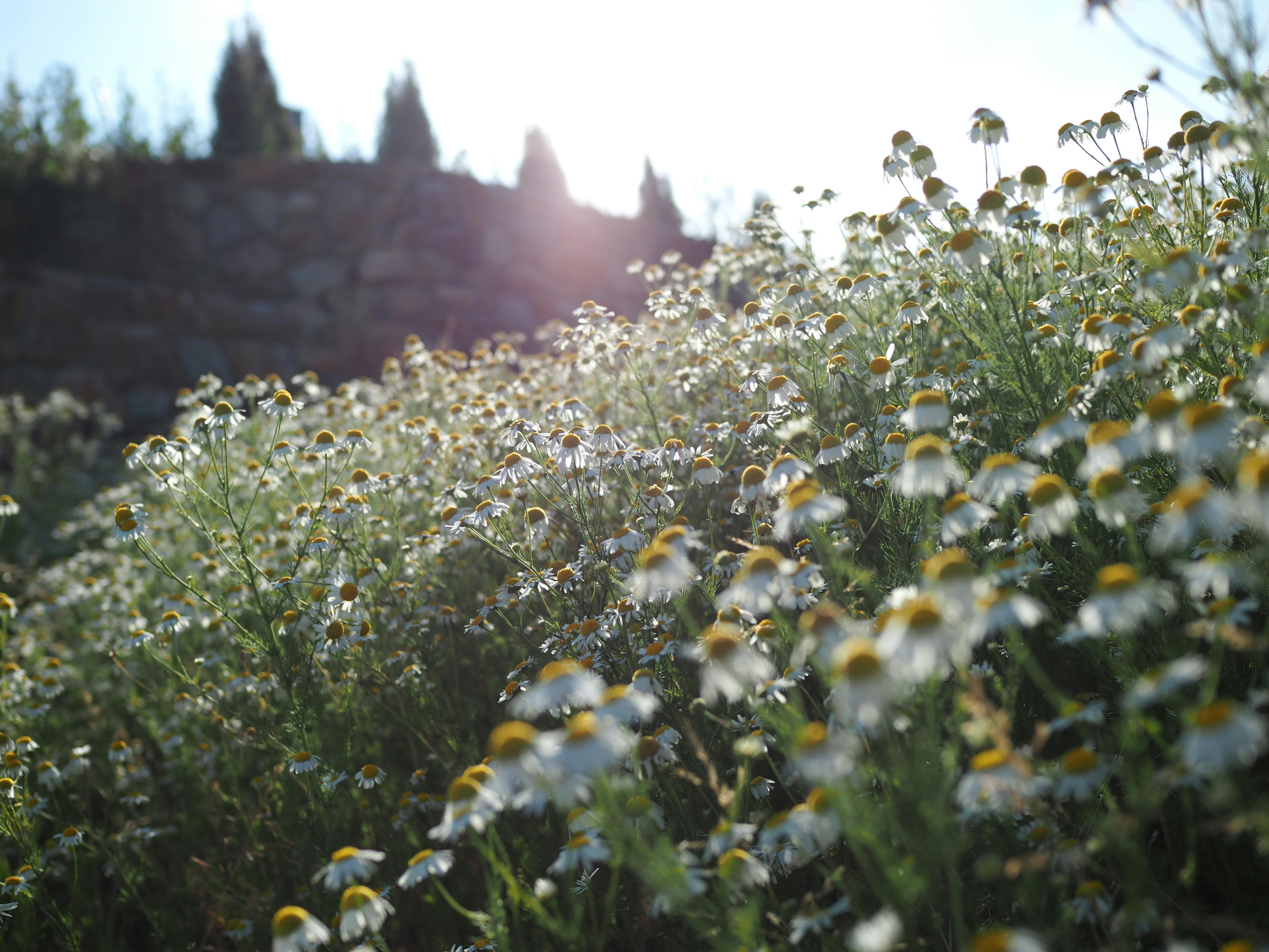 Un día soleado captura un exuberante campo de manzanilla en plena floración, mostrando la belleza de la naturaleza.