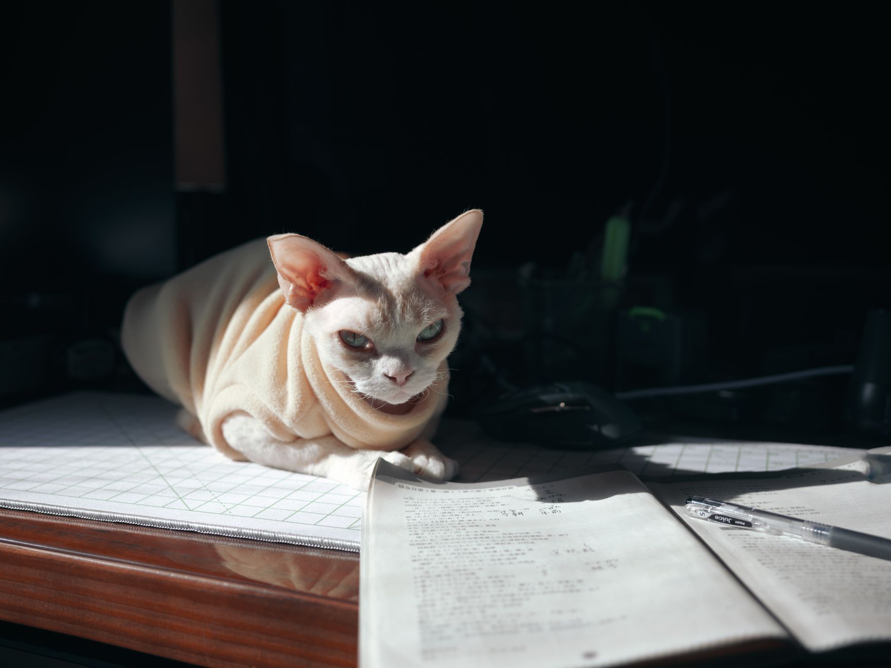 A cat resting on a desk with papers, a good reminder to keep claim paperwork organized